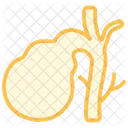 Gallbladder Duotone Line Icon Icon