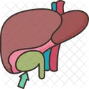 Gallbladder  Icon