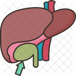 Gallbladder  Icon