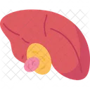 Gallbladder Cancer Gastrointestinal Icon