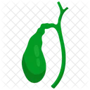 Gallbladder Biliary System Bile Production Icon