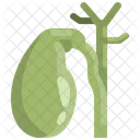Gallbladder Organ Body Part Icône