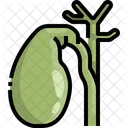 Gallbladder Organ Body Part Icône