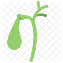 Gallbladder  Icon