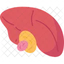Gallbladder  Icon