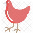 Gallina Gallina Pollo Icono