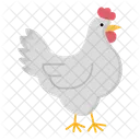 Gallina Pollo Zoologico Icono