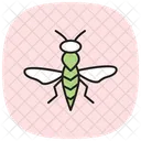 Gallwasp Insect Plant Icon