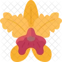 Cattleya Orquidea Flor Icono