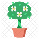 Gardenia  Icon