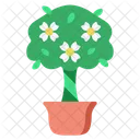 Gardenia Nature Plant Icon