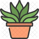 Gasteria-Pflanze  Symbol