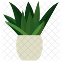 Gasteria Potted Plant  Icon