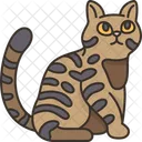 California Lantejoulas Gato Ícone