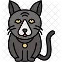 Gato Ragdoll Negro Pelaje Oscuro Esponjoso Icono