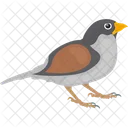 Bird Feather Creature Gauraiya Sparrow Icon
