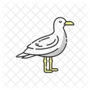 Gaviota Animal Fauna Icono