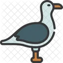 Gaviota  Icon