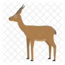 도르카 가젤 동물 아이콘