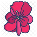 Geraniun Flower Flowers Icon