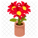 Gerbera Flowers  Icon