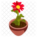 Gerbera Pot  Symbol