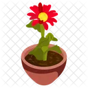 Gerbera Pot Icon