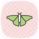 Luna Insecto Polilla Icono