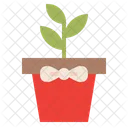 Gift Plant  Icon