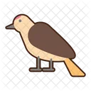 Gila Woodpecker  Icon