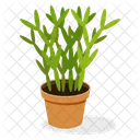 Ginger Plant  Icon