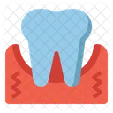 Gingival  Icon