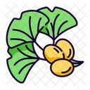 Ginkgo biloba  Icon