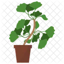 Ginkgo Biloba Plant  Icon