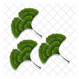 Ginkgo leaf  Icon