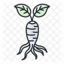 Ginseng  Icon