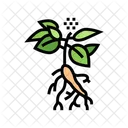 Ginseng  Ícone