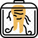 Ginseng-Wurzel  Symbol