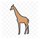 Giraffa  Icon