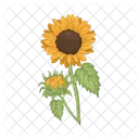 Girasol Flor Naturaleza Icon