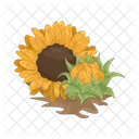 Girasol Flor Naturaleza Icon