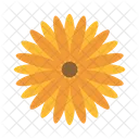 Girasol Flor Florecer Icono
