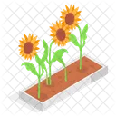 Girasol Flores Planta Icono