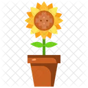 Girasol  Icon