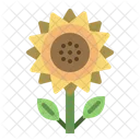 Girasol  Icono