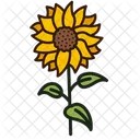 Girasol  Icono