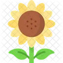 Girasol Helianthus Petalos Icon