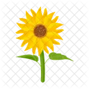 Girasol  Icono