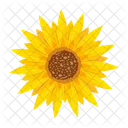 Girasol  Icono