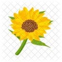 Girasol  Icono